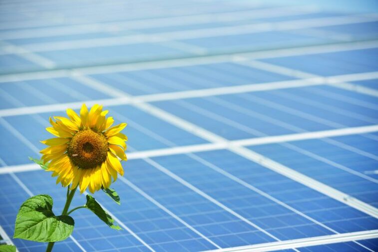 Girasoli e pannelli solari per risparmiare energia